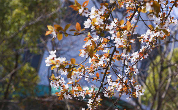 春暖花開(kāi)，等你歸來(lái)——邀你云賞南新春景，以慰思念