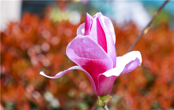 春暖花開(kāi)，等你歸來(lái)——邀你云賞南新春景，以慰思念