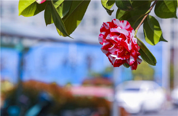 春暖花開(kāi)，等你歸來(lái)——邀你云賞南新春景，以慰思念