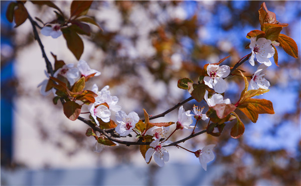 春暖花開(kāi)，等你歸來(lái)——邀你云賞南新春景，以慰思念