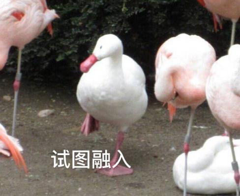 新華互聯(lián)網(wǎng)科技正式入駐Bilibili！會摩擦出什么樣火花呢？